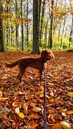 Kleinpudel Deckrüde - red