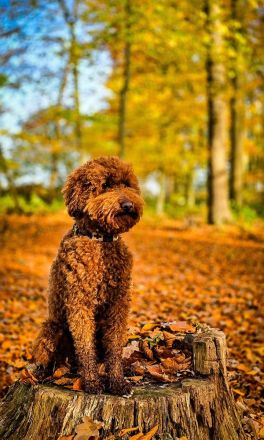 Kleinpudel Deckrüde - red