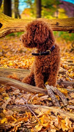 Kleinpudel Deckrüde - red