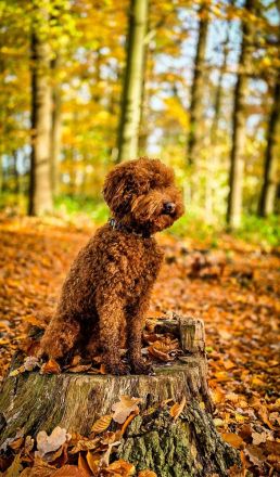 Kleinpudel Deckrüde - red