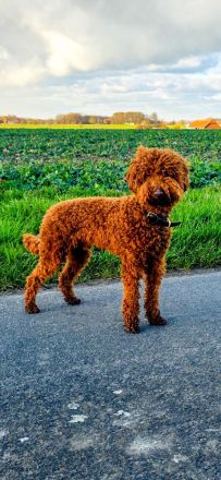 Kleinpudel Deckrüde - red