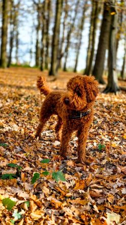 Kleinpudel Deckrüde - red