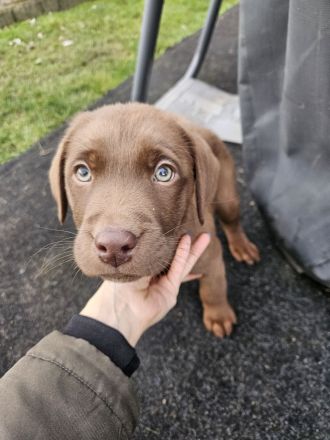 Braune Labrador Welpe Hündin sucht noch ein Zuhause