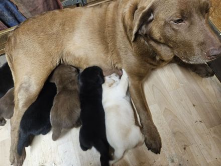 Braune Labrador Welpe Hündin sucht noch ein Zuhause