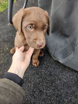 Braune Labrador Welpe Hündin sucht noch ein Zuhause
