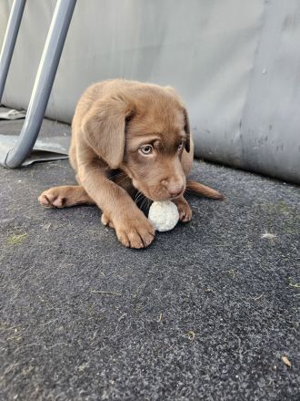 Braune Labrador Welpe Hündin sucht noch ein Zuhause