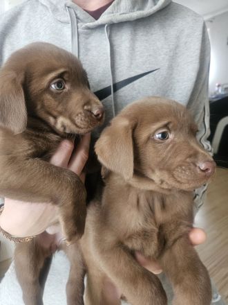 Braune Labrador Welpe Hündin sucht noch ein Zuhause