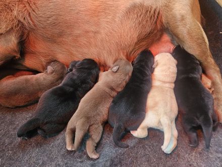 Braune Labrador Welpe Hündin sucht noch ein Zuhause