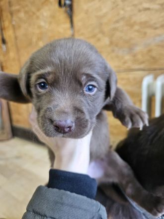 Braune Labrador Welpe Hündin sucht noch ein Zuhause