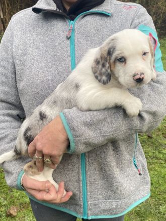 Super süße Beagle / Shepherd Welpen zu verkaufen