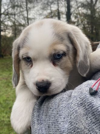 Super süße Beagle / Shepherd Welpen zu verkaufen