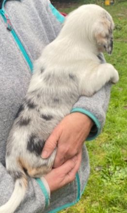 Super süße Beagle / Shepherd Welpen zu verkaufen