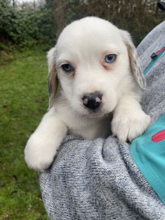 Super süße Beagle / Shepherd Welpen zu verkaufen