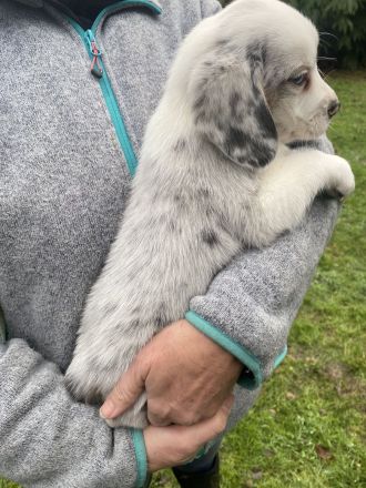 Super süße Beagle / Shepherd Welpen zu verkaufen