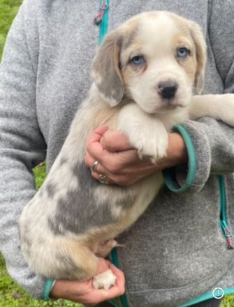 Super süße Beagle / Shepherd Welpen zu verkaufen