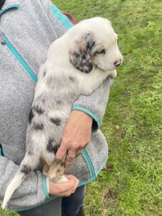 Super süße Beagle / Shepherd Welpen zu verkaufen