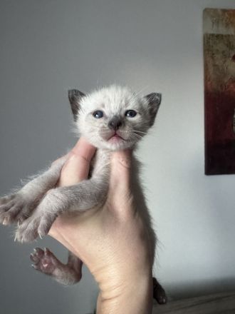 Reinrassige Siam Kitten in Seal Point