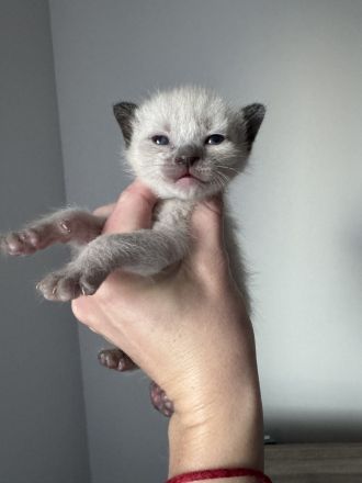 Reinrassige Siam Kitten in Seal Point