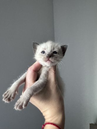 Reinrassige Siam Kitten in Seal Point