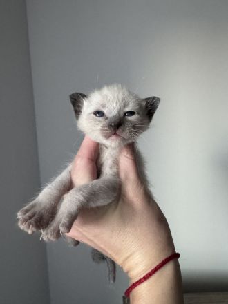 Reinrassige Siam Kitten in Seal Point
