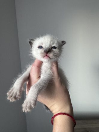 Reinrassige Siam Kitten in Seal Point