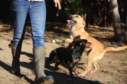 Calimero - ist bereits auf einer Pflegestelle in NRW