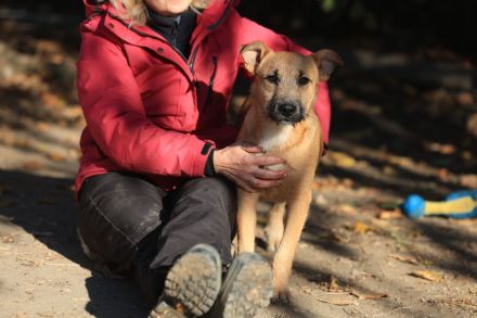 Calimero - ist bereits auf einer Pflegestelle in NRW
