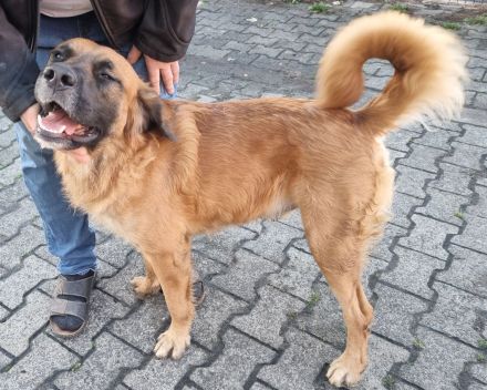 Liebevoller Mischlingsrüde sucht Traumzuhause