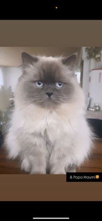 Persian Deckkater Chinchilla Blue Point
