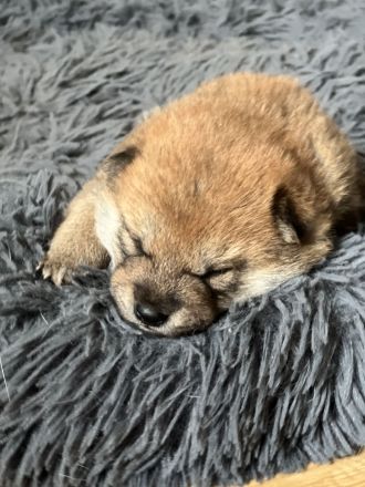 2 Shiba Inu Mädels mit Ahnentafel