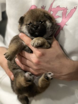 2 Shiba Inu Mädels mit Ahnentafel