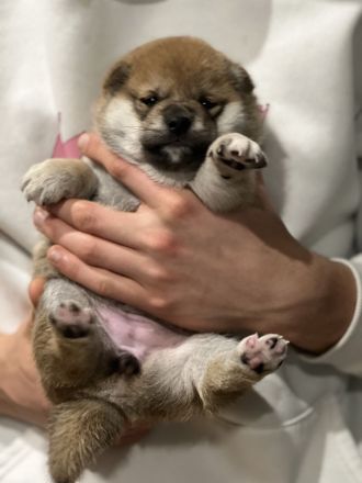 2 Shiba Inu Mädels mit Ahnentafel