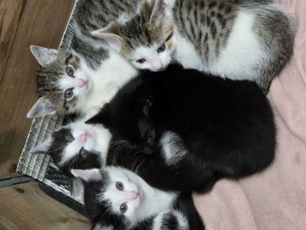 Katzen Hauskatze 16 Woche