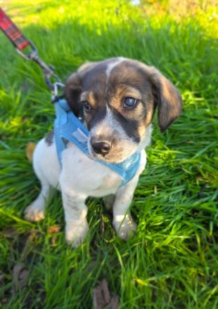 Nelly ein Basset Beagle Mix