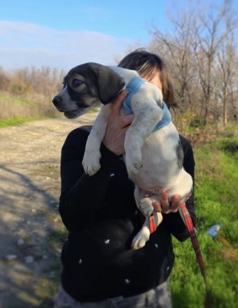 Nelly ein Basset Beagle Mix