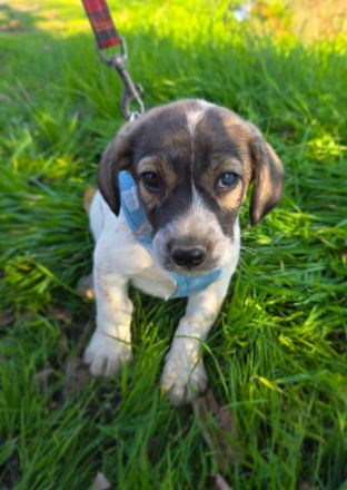 Nelly ein Basset Beagle Mix