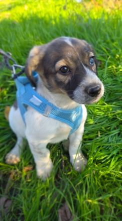 Nelly ein Basset Beagle Mix