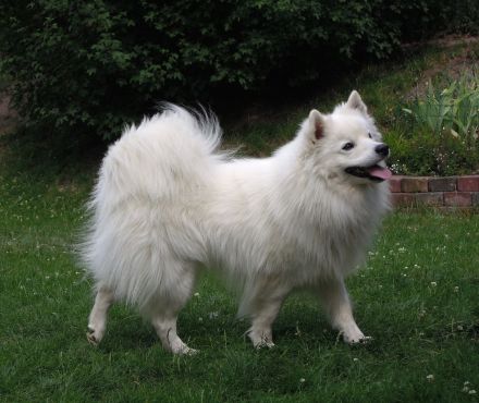 Spitz Welpen, Varietät Großspitz, Deutscher Spitz