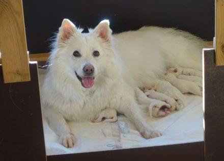 Spitz Welpen, Varietät Großspitz, Deutscher Spitz