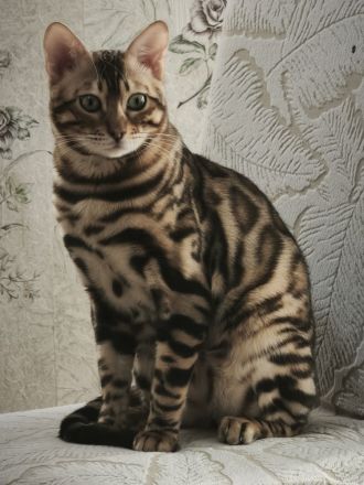 Wir verkaufen Bengal Kater