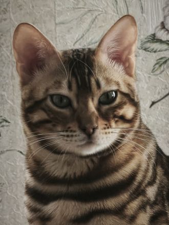 Wir verkaufen Bengal Kater