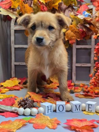 Yorkshire-Mix Welpen suchen ein Zuhause!