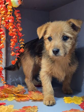 Yorkshire-Mix Welpen suchen ein Zuhause!