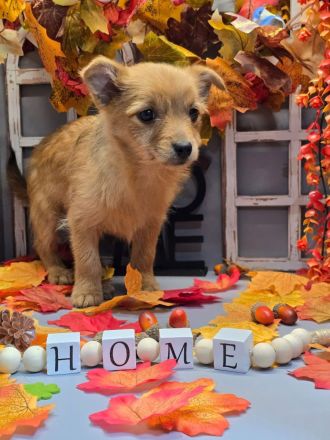 Yorkshire-Mix Welpen suchen ein Zuhause!