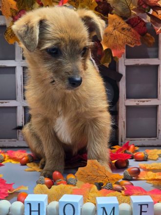 Yorkshire-Mix Welpen suchen ein Zuhause!