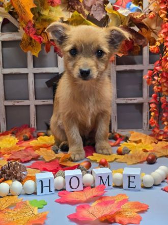 Yorkshire-Mix Welpen suchen ein Zuhause!