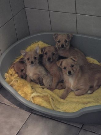 Yorkshire-Mix Welpen suchen ein Zuhause!