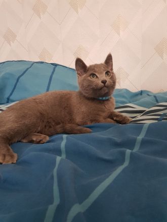 Reinrassige Russisch Blau Kitten