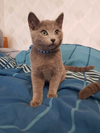 Reinrassige Russisch Blau Kitten