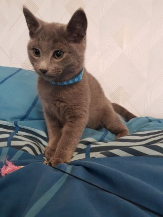 Reinrassige Russisch Blau Kitten